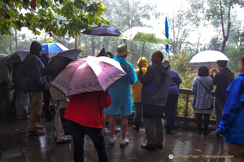 Visitors Enjoying the Panda Feeding Time