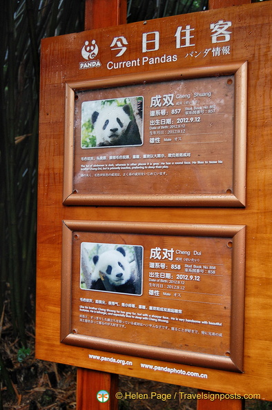 chengdu-panda-breeding-DSC6486.jpg