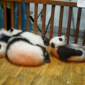 Giant Panda Yearlings