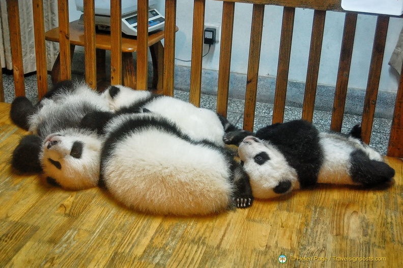 chengdu-panda-breeding-DSC6498.jpg