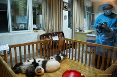 Fluffy Balls of Baby Pandas