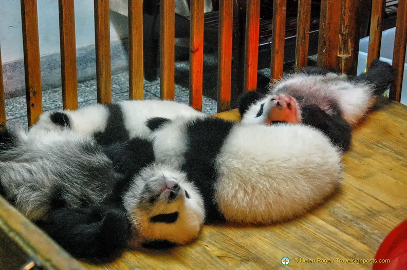 Baby Giant Pandas Asleep