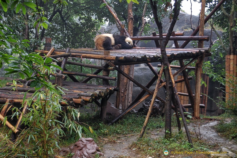 chengdu-panda-breeding-DSC6509.jpg