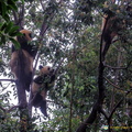 chengdu-panda-breeding-DSC6514.jpg