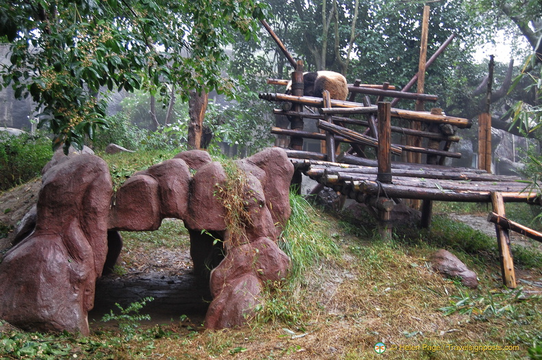 chengdu-panda-breeding-DSC6517.jpg