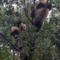 chengdu-panda-breeding-DSC6518.jpg