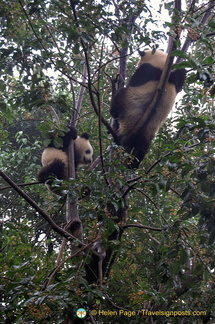 The Active Pandas