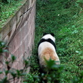 chengdu-panda-breeding-DSC6522.jpg