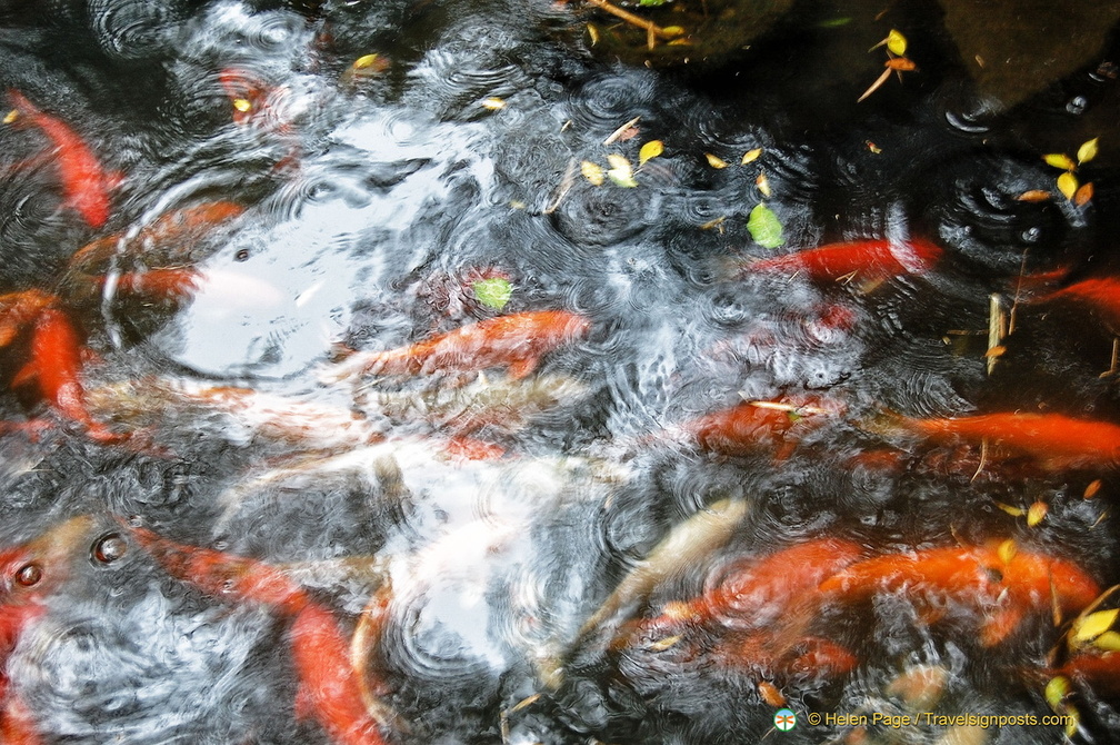 A Pond Full of Koi