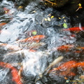 A Pond Full of Koi