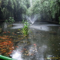 Beautiful Pond at the Chengdu Giant Panda Center