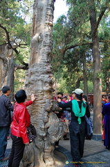 Ancient trees in the Imperial Garden