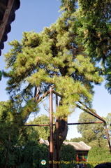 Centuries-old pine tree