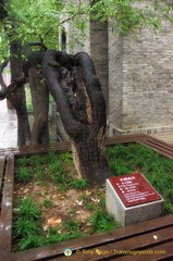 1,300 year-old Pagoda Tree