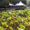 East Lake Lotus Pond