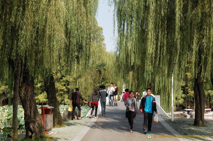 Beautiful Weeping Willows