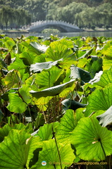 East Lake Lotus Pond