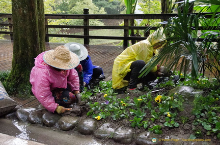 Mt Qingcheng Gardeners at Work