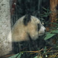 chengdu-panda-breeding-DSC6459.jpg
