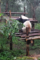 Giant Panda Refuses to Show His Face