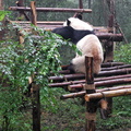 chengdu-panda-breeding-DSC6466.jpg