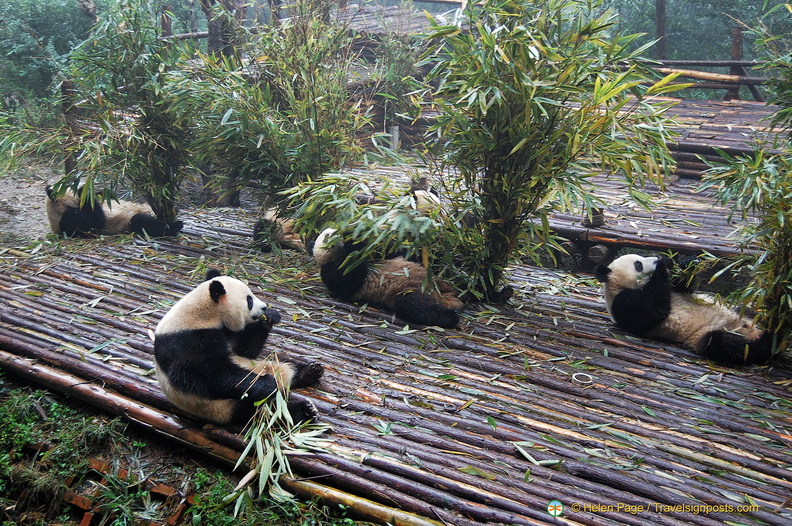 chengdu-panda-breeding-DSC6472.jpg