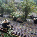 Little Pandas at Feeding Time 