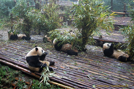 Little Pandas at Feeding Time 
