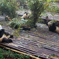 Panda Cubs Feeding on Bamboo