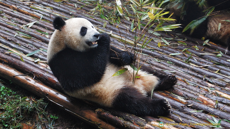 chengdu-panda-breeding-DSC6476.jpg