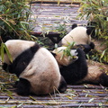 Young Giant Pandas Feeding on Bamboo