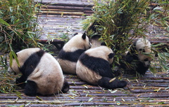 Baby Pandas Feasting on Bamboo