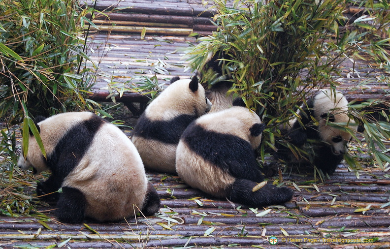 chengdu-panda-breeding-DSC6482.jpg