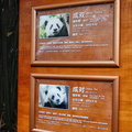 chengdu-panda-breeding-DSC6486.jpg