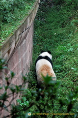Following the Panda on its Trail