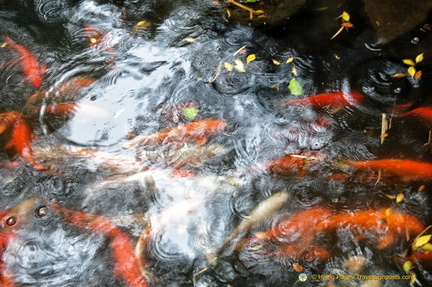 A Pond Full of Koi