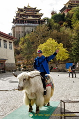 Riding a Tibetan Yak