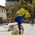 Riding a Tibetan Yak